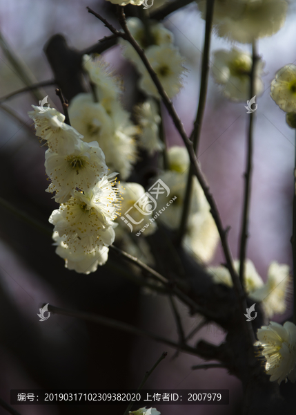 阳春三月梅花开