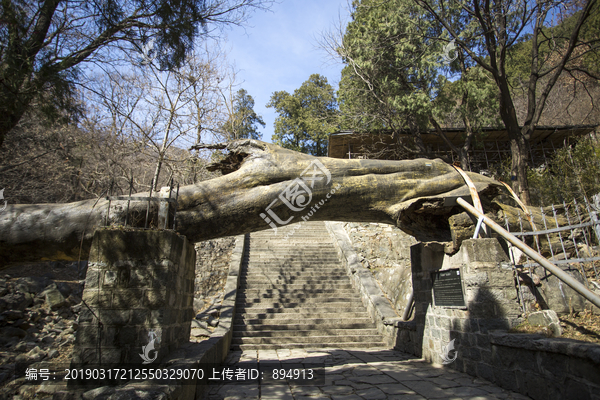 泰山古槐