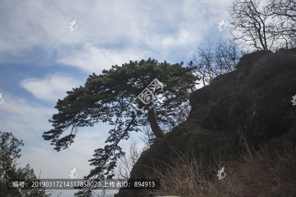 泰山迎客松