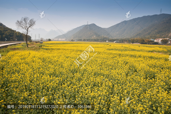 油菜花