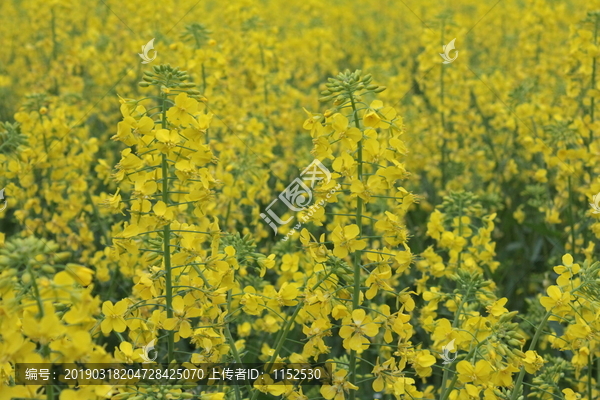 油菜花