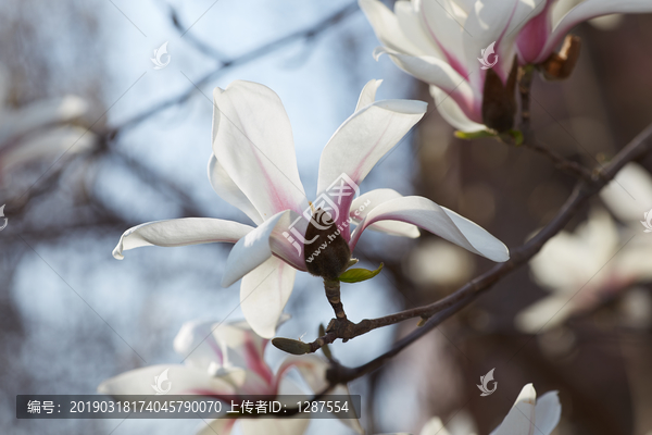 玉蘭花