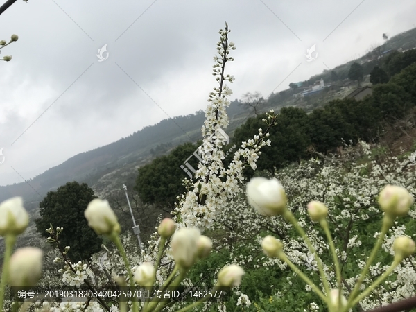 四川简阳丹景山龙泉山脉李花