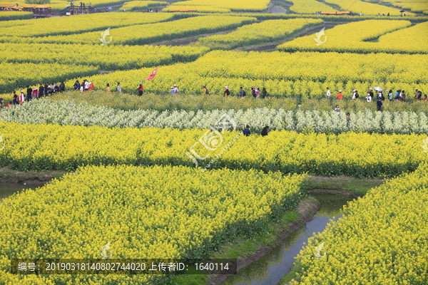 兴化千垛油菜景区