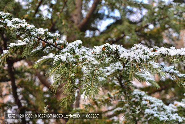 初雪