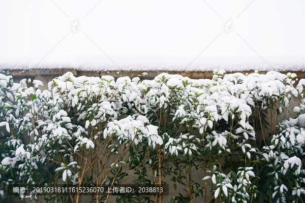 雪