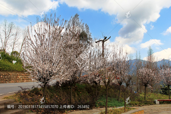 观赏樱花