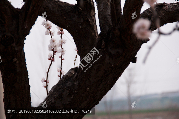 高清春天粉色杏花特写