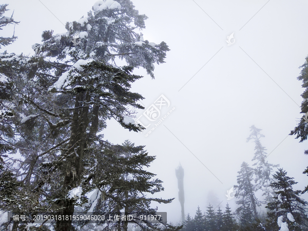 树木积雪