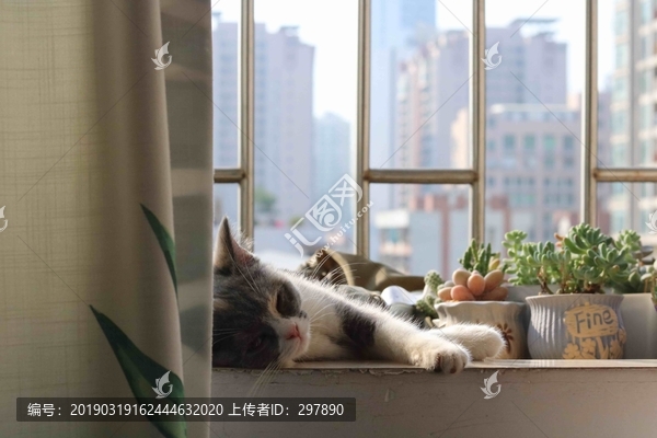 睡覺的貓咪