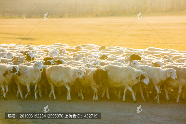 夕阳逆光羊群