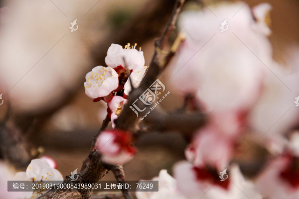 高清春天粉色杏花特写