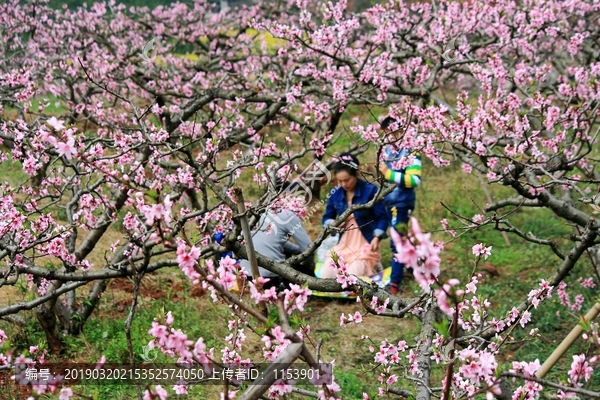 桃花树