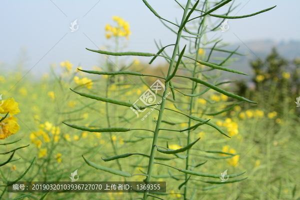 油菜籽