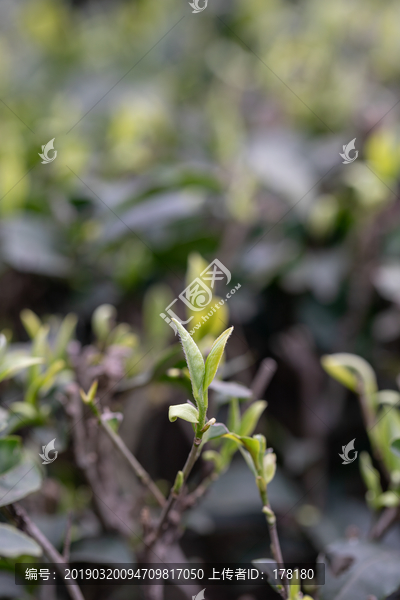 茶芽