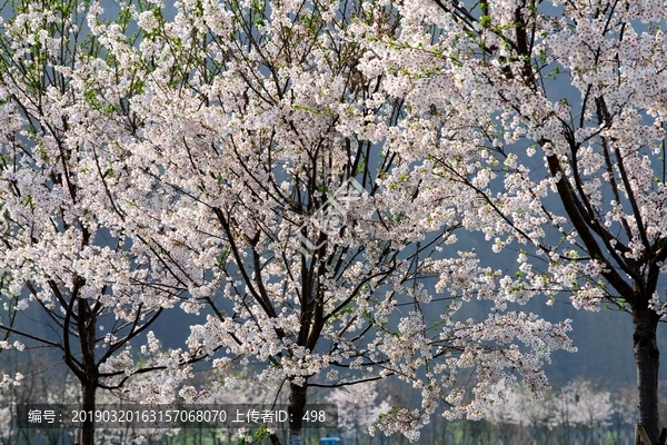 樱花