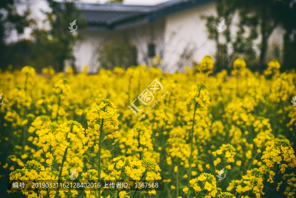 油菜花