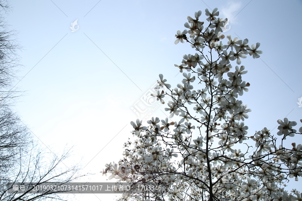 玉兰花天空背景