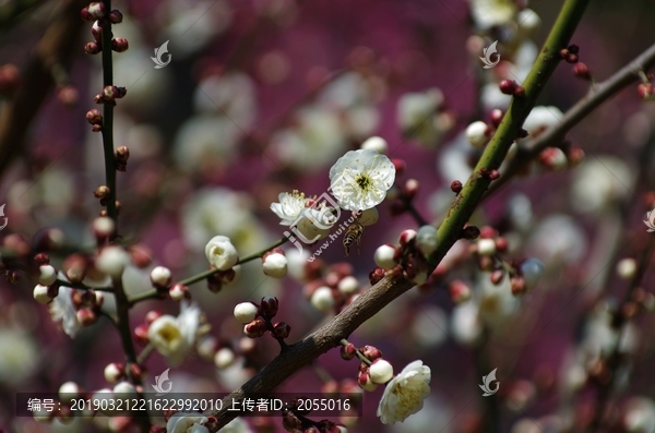 清气满园绿梅花