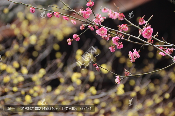 梅花