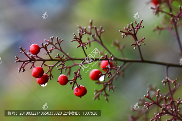 雨后红果