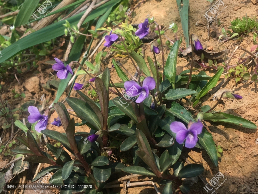 紫花地丁