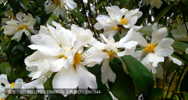 油茶花