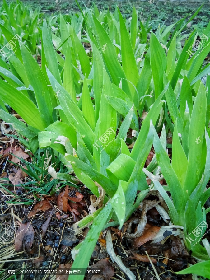 绿油油