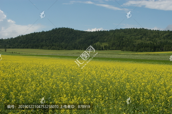 油菜花盛开的田野