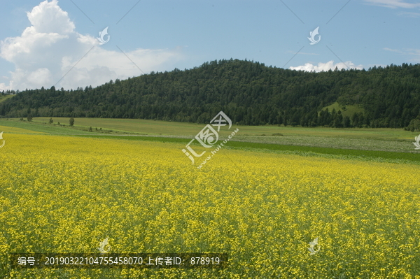 油菜花盛开的田野