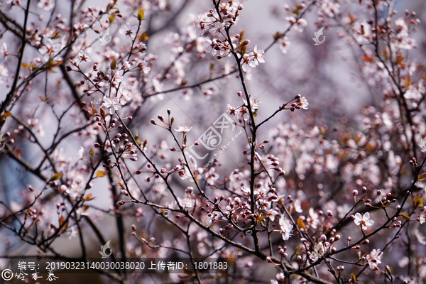 樱花树