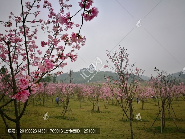 淡雅美丽的缤纷樱花