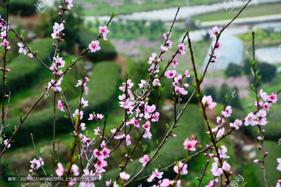 桃花花枝