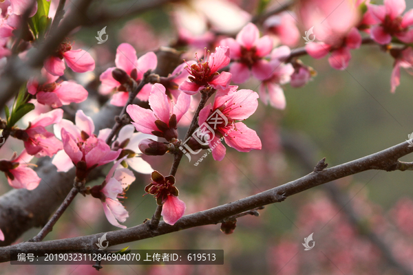 丹东河口桃花盛开