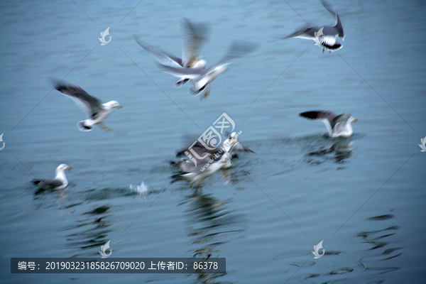 海鸥的芬芳