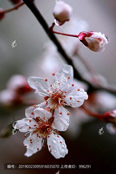 水珠李花