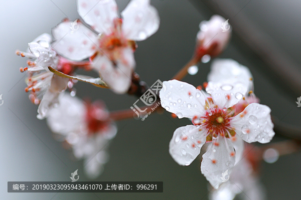 水珠李花