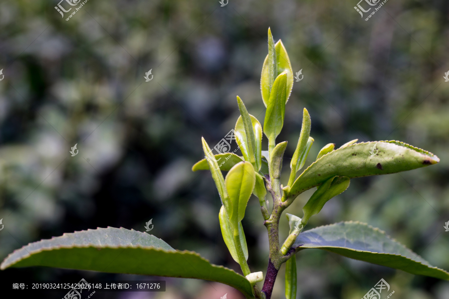 茶叶芽