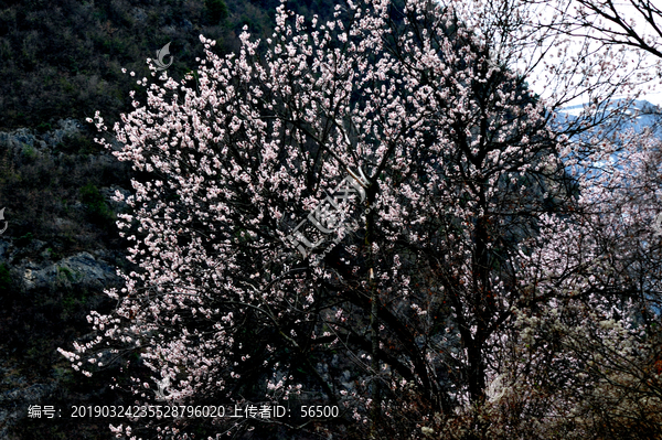 田野桃花