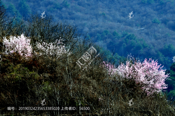 田野桃花