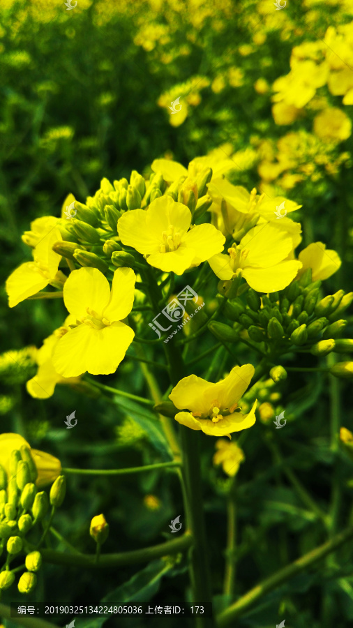 油菜花