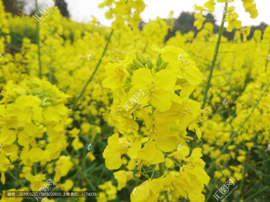 油菜花