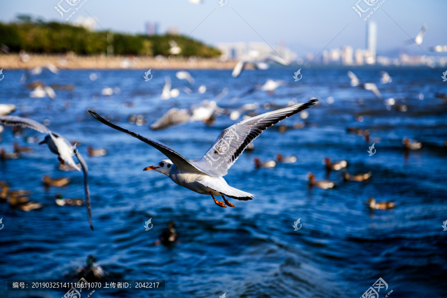 海鸥海景