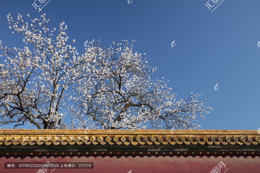 北京故宫坤宁宫杏花