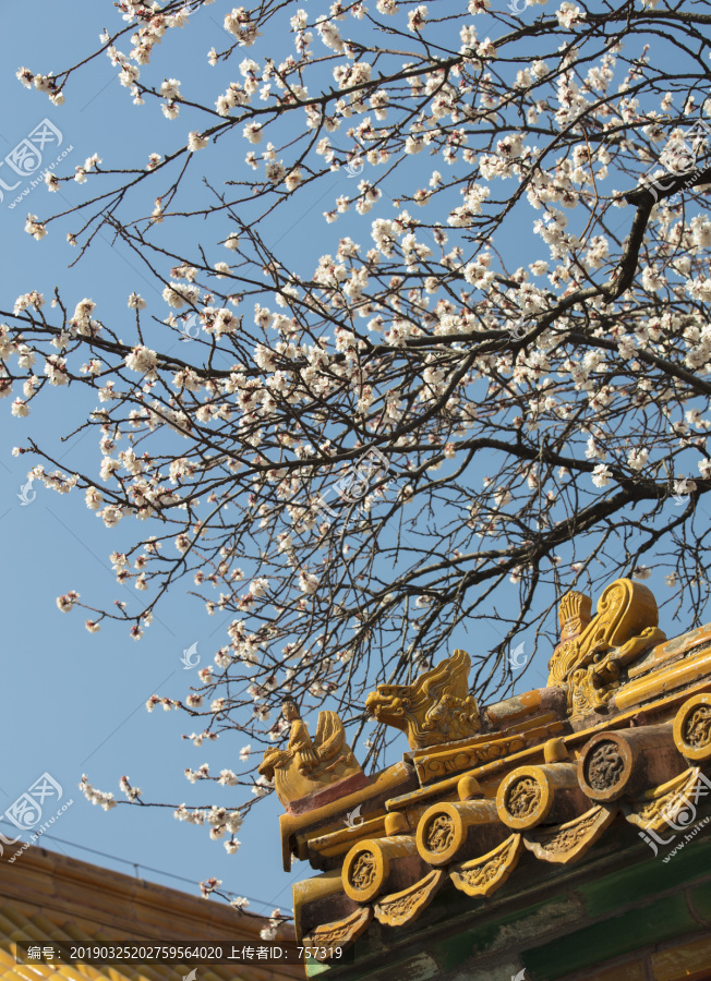 北京故宫坤宁宫杏花