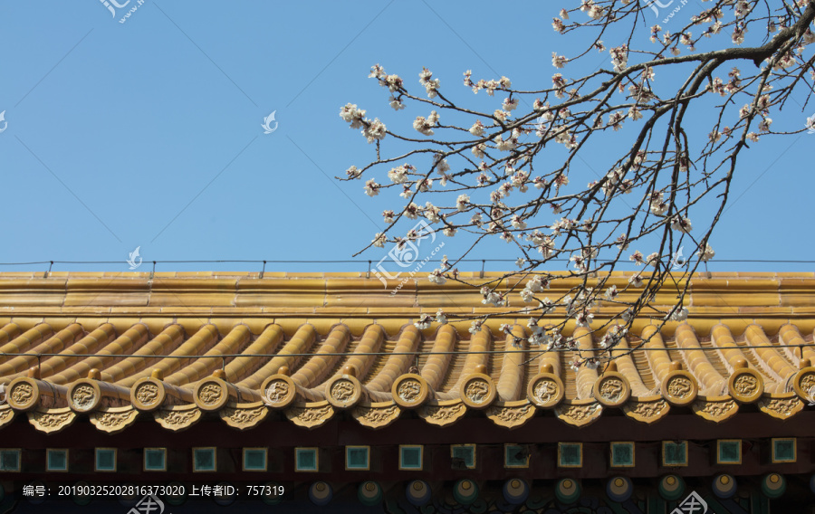 北京故宫坤宁宫杏花