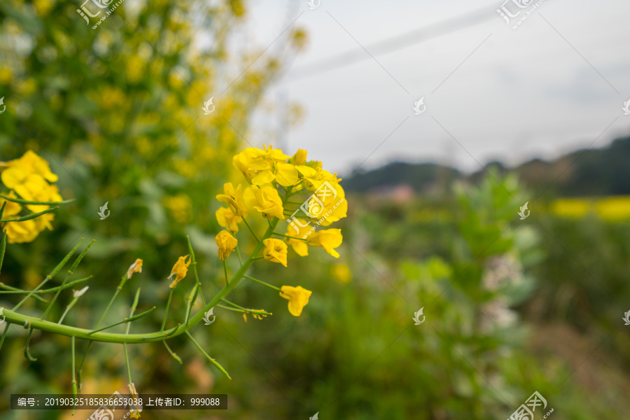 油菜花