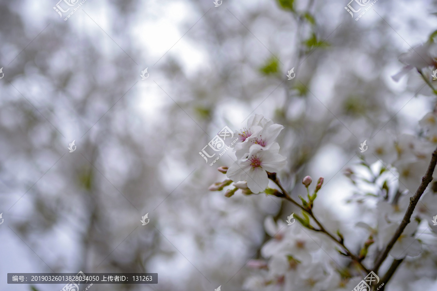 白色樱花