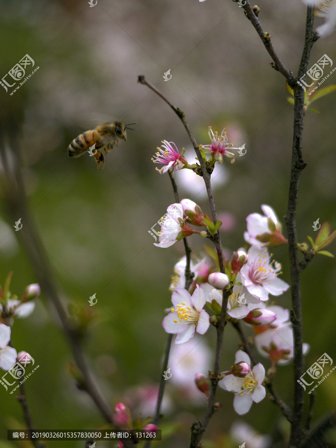 白色樱花