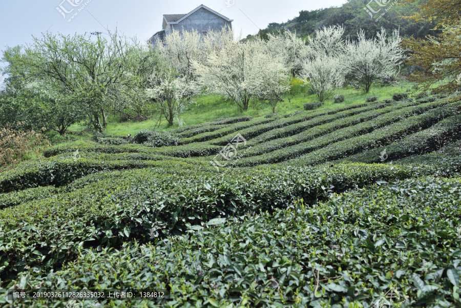 茶园春色